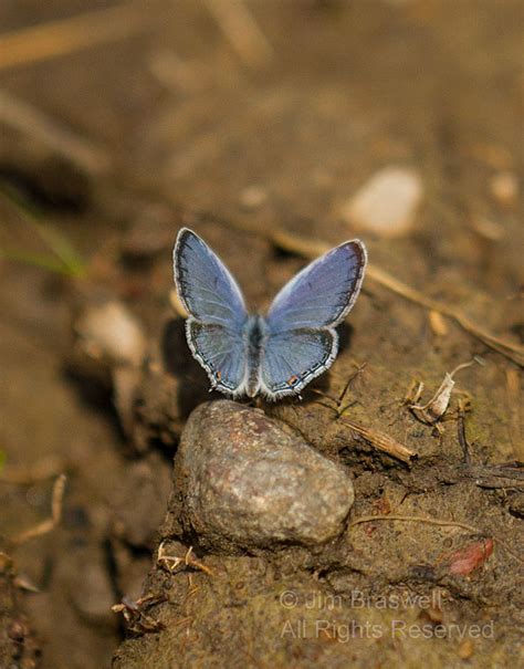 Eastern Tailed Blue Show Me Nature Photography