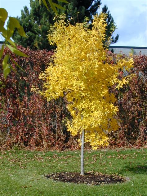 Trees Of Santa Cruz County Acer Truncatum Shantung Maple