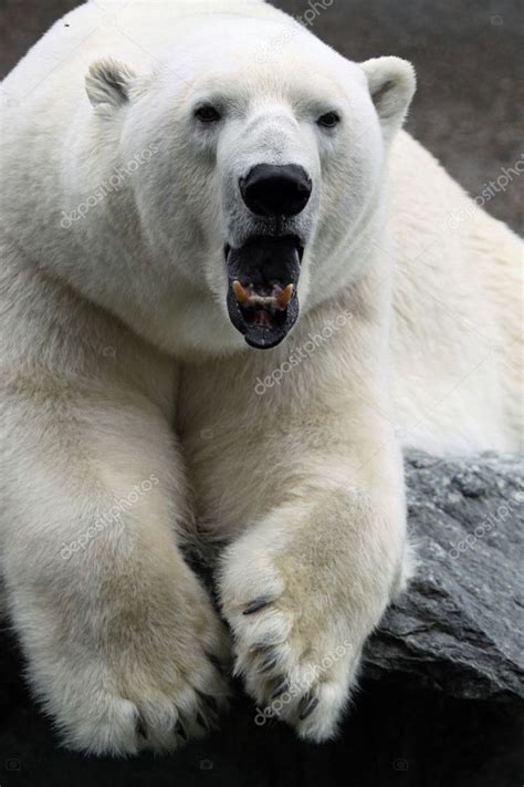 Polar Bear — Stock Photo © Benri185 4386282