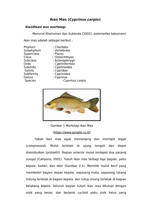 Ikan Mas Cyprinus Carpio Ikan Mas Cyprinus Carpio Klasifikasi Dan Morfologi Menurut