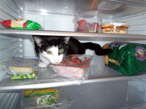 Cats In Refrigerators 30 Pics