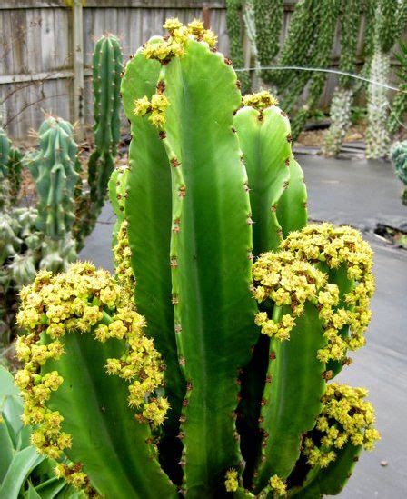 Todo Sobre La Euphorbia Ingens Cactus Y Suculentas