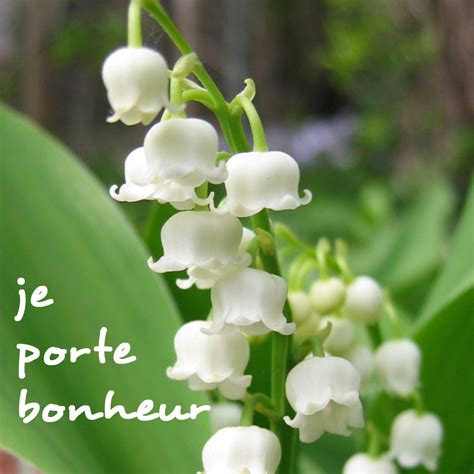 Le Muguet Du 1er Mai