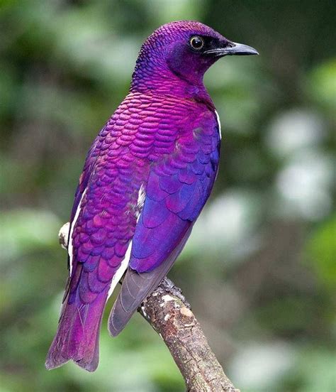 Pretty In Purple Exotic Birds Colorful Birds Birdy Beautiful