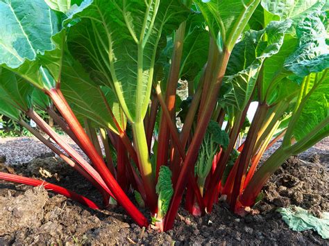 how to grow and care for rhubarb lovethegarden