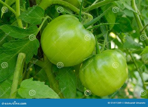 Young Unripe Tomatoes Grow Among Green Leaves Stock Image Image Of