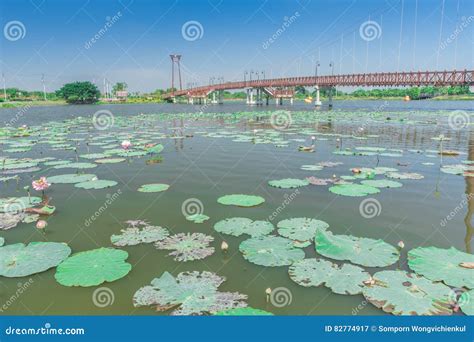 Many Lotus Plants In Big Swamp Bangkok Stock Image Image Of Lake