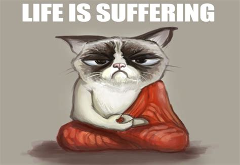 Cat Meme Quote Funny Humor Grumpy 79 Wallpapers Hd Desktop And