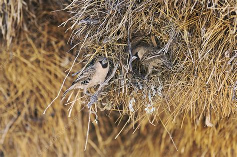 Sociable Weavers At Their Nest Stock Image C0417262 Science