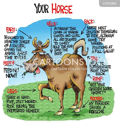 Horseback Cartoons And Comics Funny Pictures From Cartoonstock