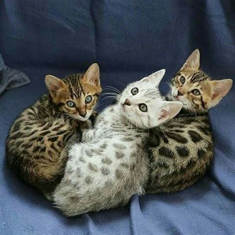 14 Bengal Cats Whose Gorgeous Leopard Like Spots Will Hypnotize You