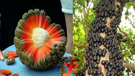10 Most Exotic Fruits