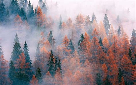 Hd Wallpaper Forest Trees Fog Autumn Wallpaper Flare