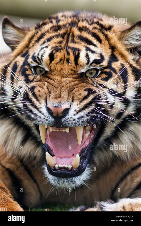 Tiger Snarling Stock Photo Royalty Free Image 50811790 Alamy