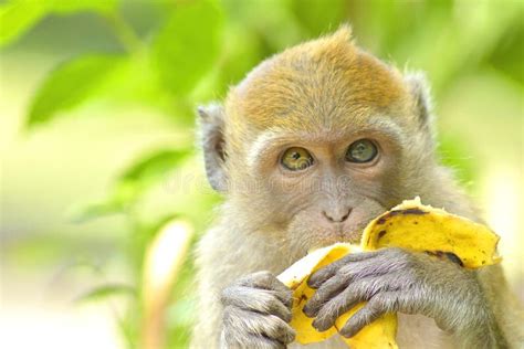 Young Monkey Eating Banana Stock Photo Image Of Brown 96032872