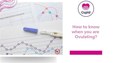 How Can You Know If Your Ovulating Cupid Home Fertility Kit