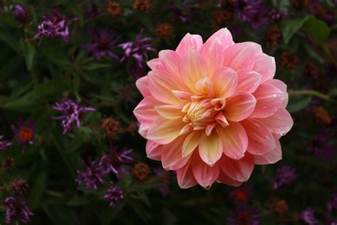 Flowers That Bloom All Summer Forgardening