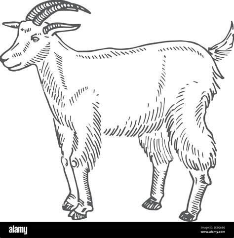 Goat Hand Drawn Vector Illustration Abstract Domestic Animal Sketch