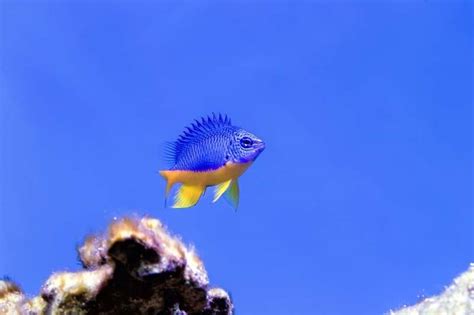 Best Fish For A Small Saltwater Tank Saltwater Aquarium Blog