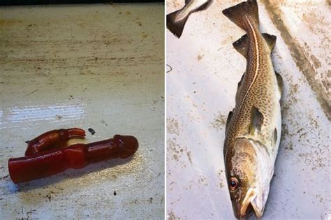 Cod Caught With Vibrator Drowning Worms