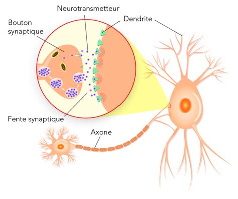 Neurones Les éléments De Base De Votre Cerveau Parlons Sciences