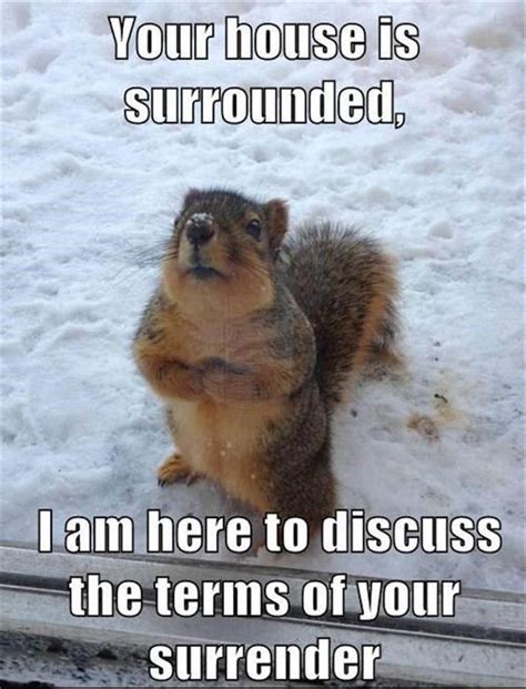 30 Squirrels Memes And Photos That Will Drive You Nuts Squirrel Funny