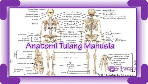 Detail Gambar Rangka Manusia Dan Fungsinya Koleksi Nomer 51