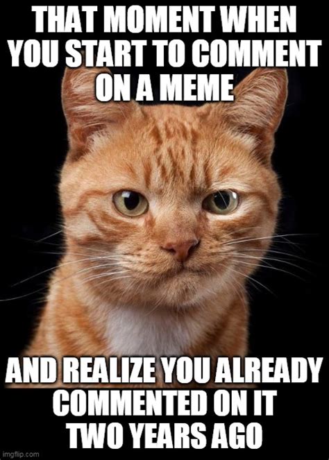 Frustrated Cat Memes And S Imgflip