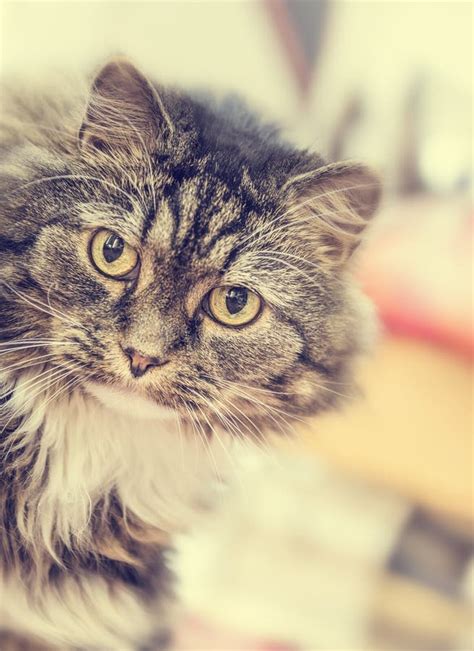Fluffy House Cat Stares At Camera On Blurred Living Room Background