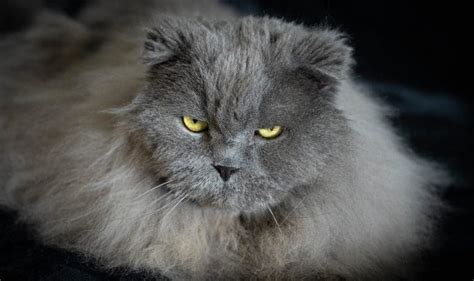 7 Stunning And Cute Looking Cat Breeds With Short Ears