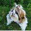 Shih Tzu – 15 Reasons Why They Are Amazing Doggies Page 2 The Paws