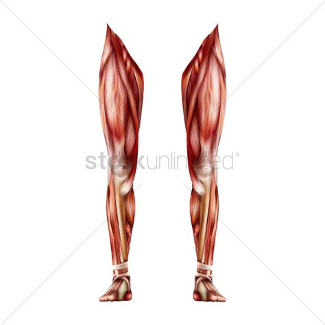 Leg Muscles Vector Image 1814980 Stockunlimited