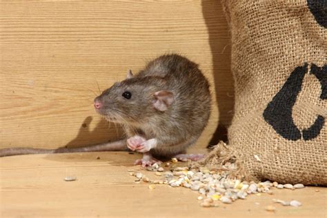 Cool Facts About Norway Rats Learn About Norway Rats