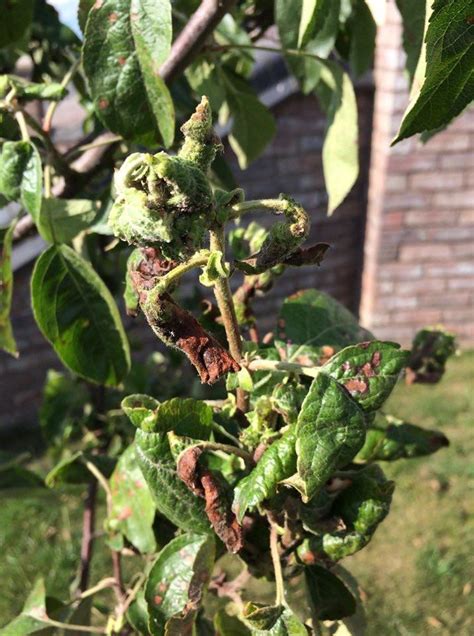 Whats Happening To My Apple Tree Leaves Shrivelling Curling And