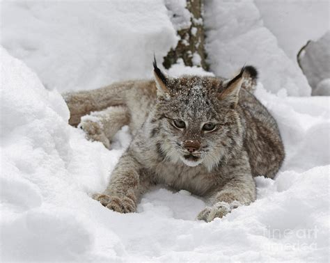 Baby Lynx In A Winter Snow Storm Photograph By Inspired Nature