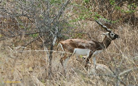 Ten Wild Animals You Didnt Know Lived In Delhi