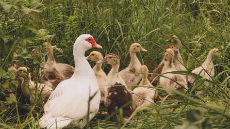 Patos Para Principiantes Alimentaci N Agua Cuidados Consejos Cr A De Patos Mudos Youtube