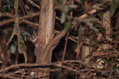 Why Is The Sumatran Tiger On The Brink Of Extinction Worldatlas