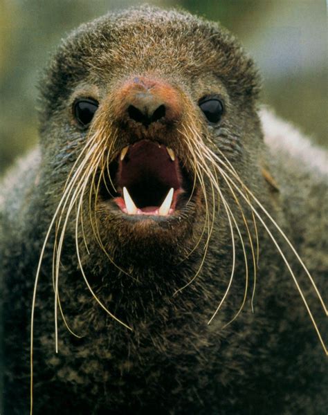 Bartcop S Most Recent Rants Northern Fur Seal Htm