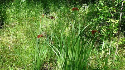 World Of Irises La Irises Grow Well With Other Plants