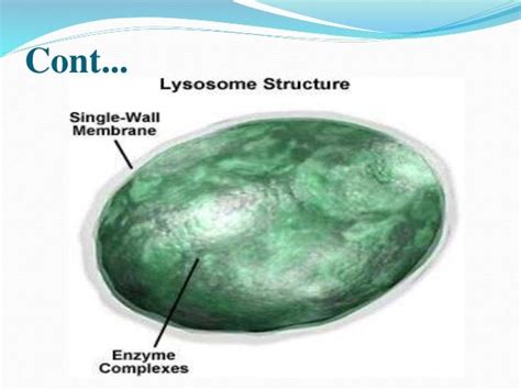 Animal Cell Lysosome Function Lysosome Structure Biology Wise So