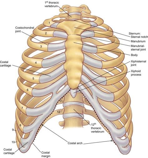 Human Body Diagram Ribs Rib Cage Anatomy Diagram Body Ribs Human Organs Internal Organ