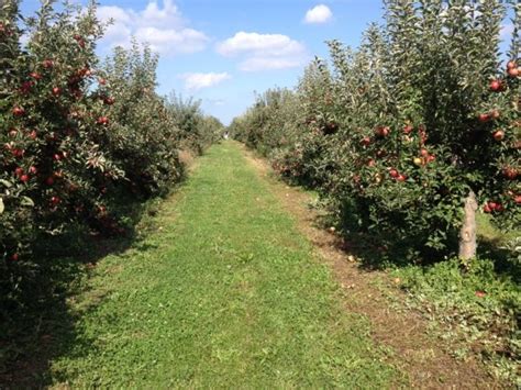 There are so many fun indoor and outdoor fall activities to do with your family. These 9 Charming Apple Orchards In New York Are Picture ...