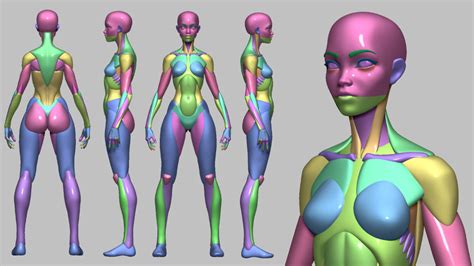 Cubebrush Curated Digital Assets Resources D Anatomy Model Human