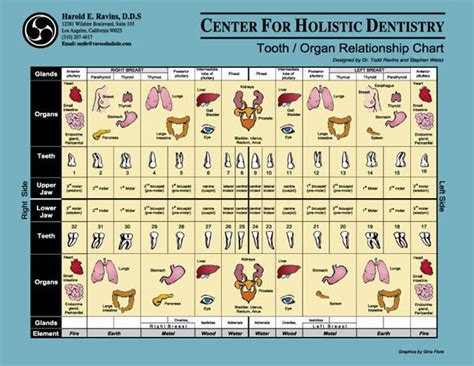 Illustrated kitten growth chart to help you monitor cat development. Holistic Dentistry Watch: Tooth/Organ Chart - Flap's Blog ...