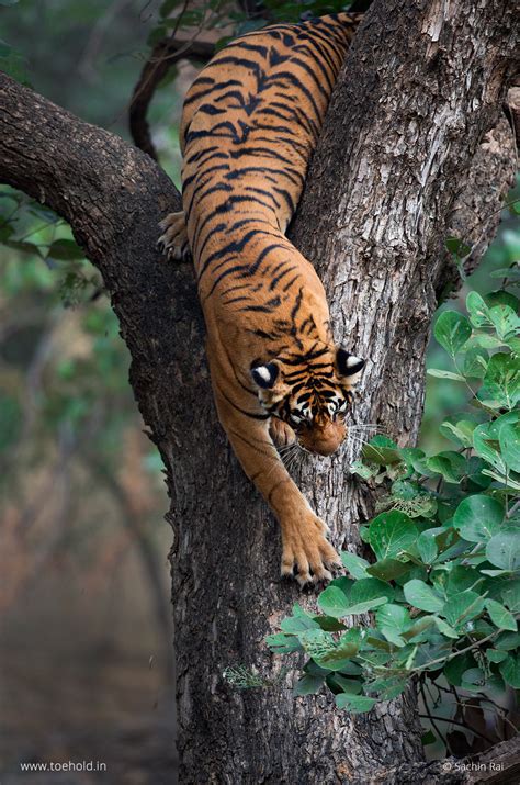 Ranthambhore Tiger Safari And Photography Tour Toehold
