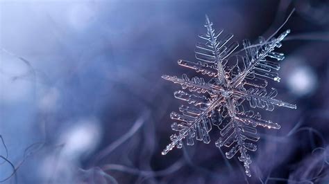 Hd Wallpaper Snowflake Blue Frost Freezing Winter Frozen Macro
