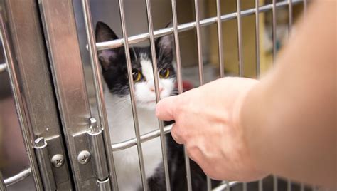 How To Volunteer At An Animal Shelter Cattime