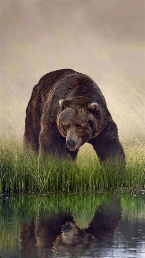 Discover 79 Grizzly Bear Wallpaper Latest Vn