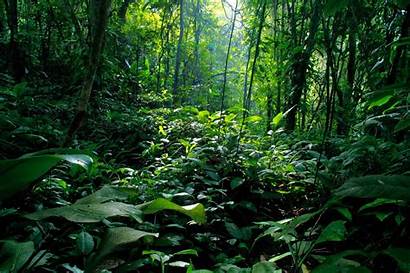 Rainforest Forest Backgrounds Background Rain Biodiversity Hotspots